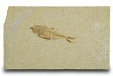 Detailed Fossil Fish (Diplomystus) - Wyoming #333988-1